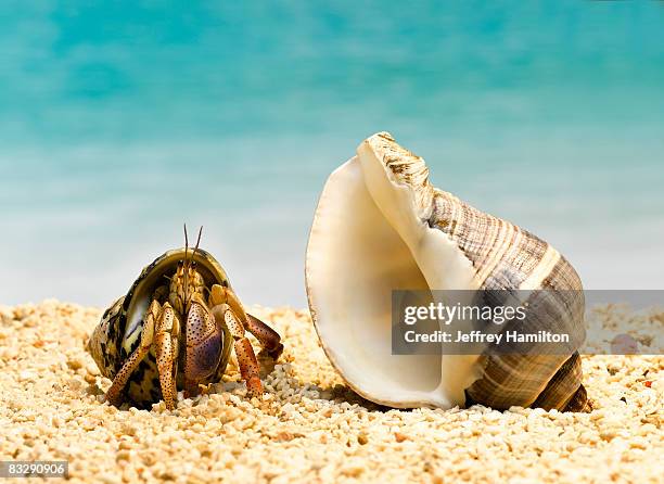 hermit crab looking at larger shell - hermit crab stock pictures, royalty-free photos & images