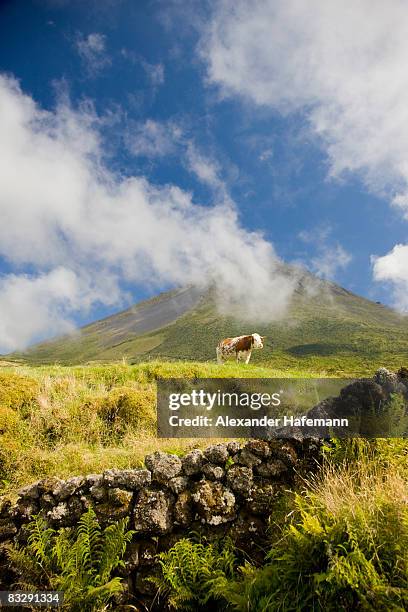 cow on rural summer meadow - pico azores stockfoto's en -beelden