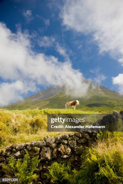 cow on rural summer meadow - pico azores imagens e fotografias de stock