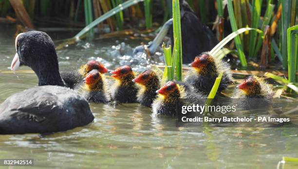 Seven three-day-old Coot chicks cool off in the hot sunshine at the Wildfowl & Wetlands Trust in Slimbridge, Gloucestershire.