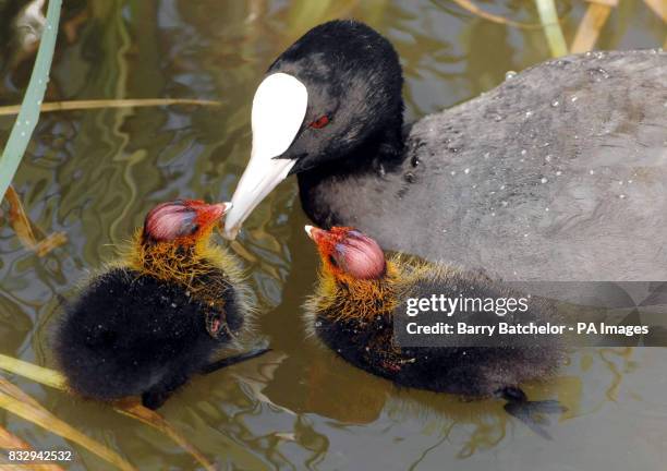 Three-day-old coot chicks cool off in the hot sunshine at the Wildfowl & Wetlands Trust in Slimbridge, Gloucestershire.