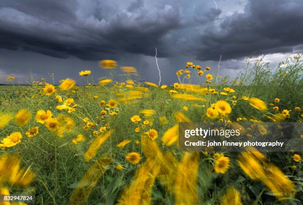 lightning and flowers, south arizona - haboob stock pictures, royalty-free photos & images