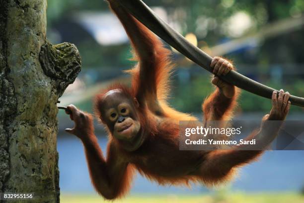 紅毛猩猩寶寶 - kalimantan 個照片及圖片檔