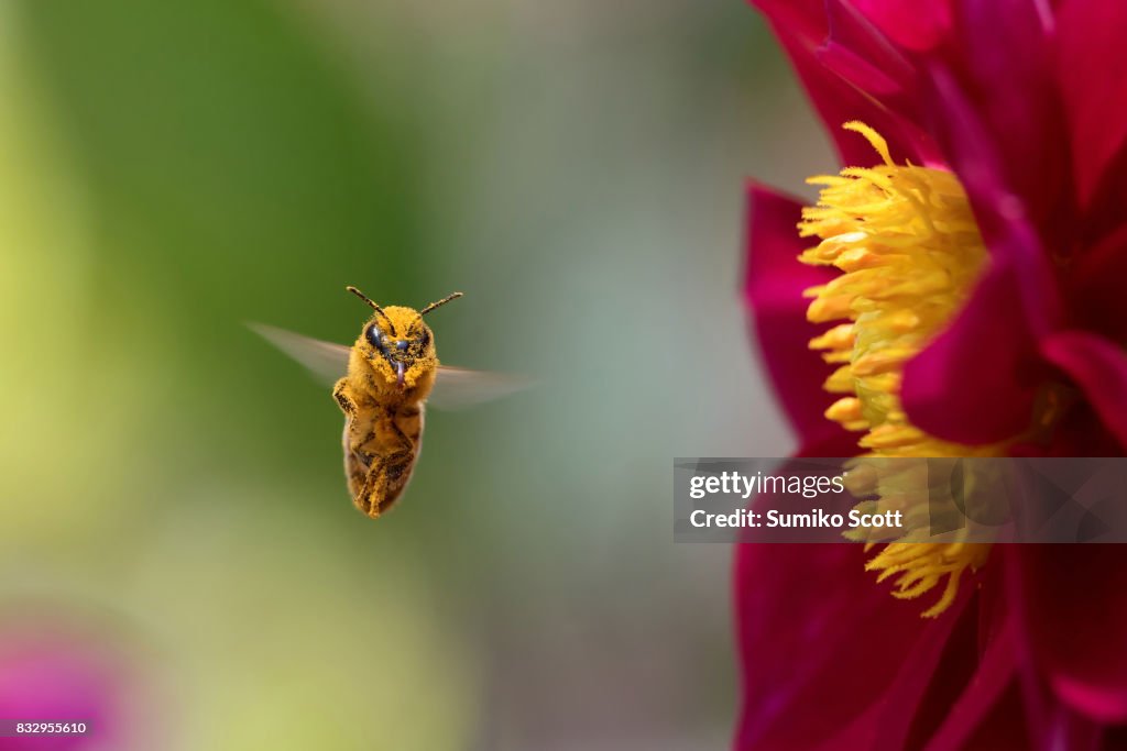 Pollen Monster