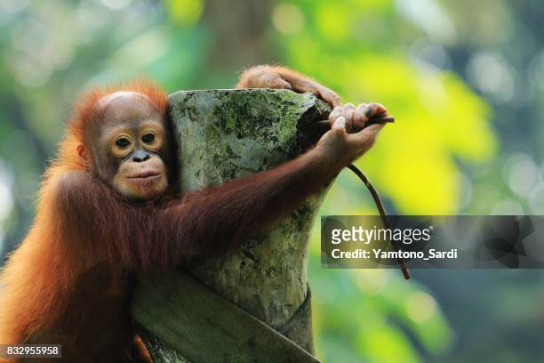baby orangutan - sumatra stock pictures, royalty-free photos & images