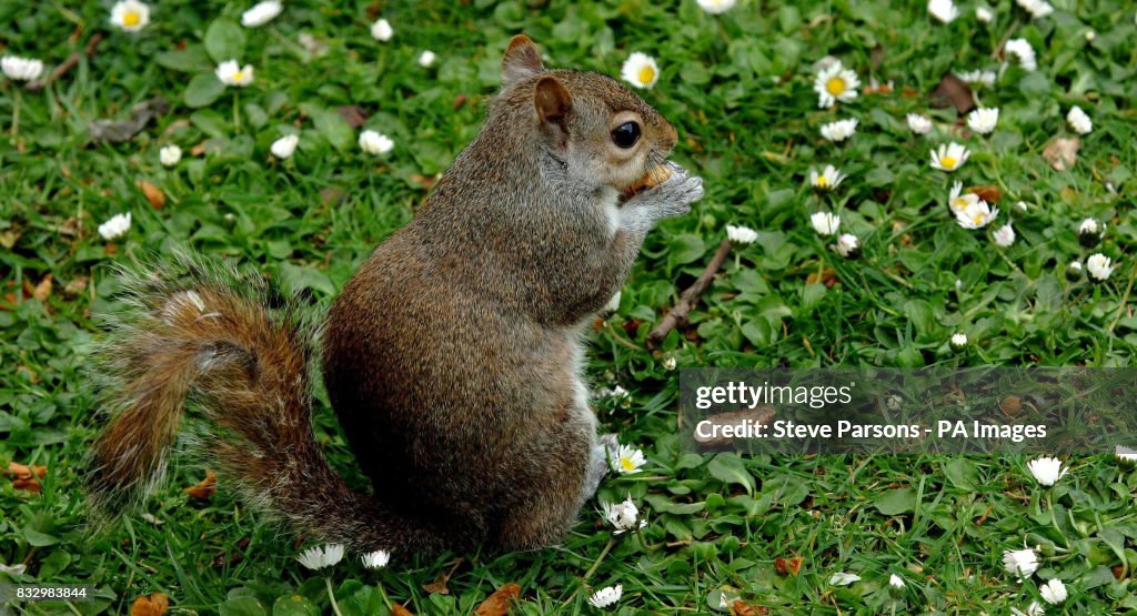 Grey Squirrel eats in St James's Park