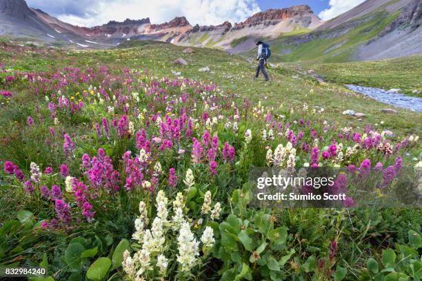 male hiker walking in the wildflower field on ice lake trail, san juan mountains near silverton, colorado - durango stock pictures, royalty-free photos & images