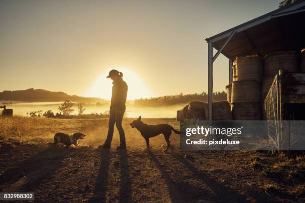bauern steigen mit der sonne - female farmer stock-fotos und bilder