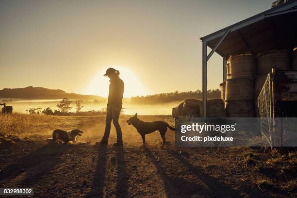 montée des agriculteurs avec le soleil - ranch dog photos et images de collection