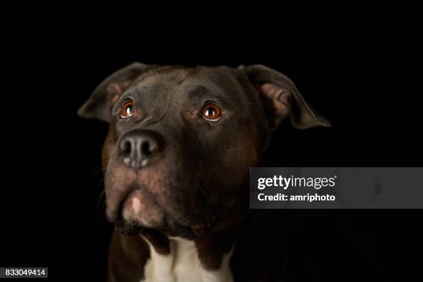 american stafford dog face - stafford terrier stock pictures, royalty-free photos & images