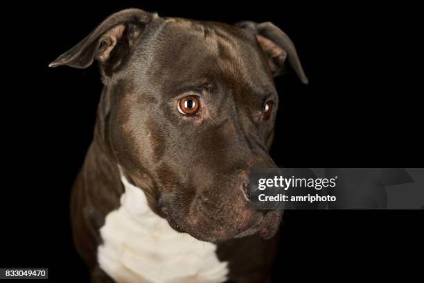 face of beautiful american stafford dog - stafford terrier stock pictures, royalty-free photos & images