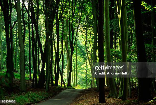a road or path though the woods beechwoods, marlow - marlow buckinghamshire fotografías e imágenes de stock