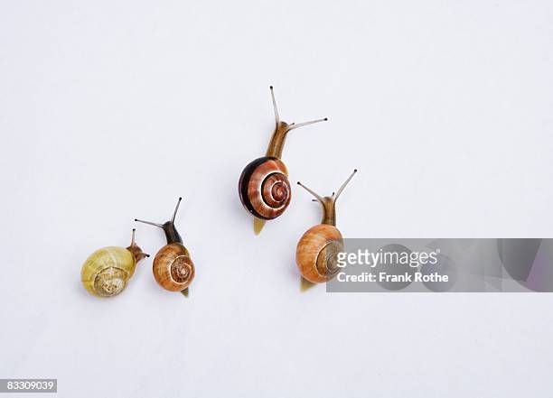 snail racing - invertebrate stock pictures, royalty-free photos & images