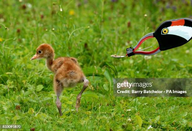 Young Eurasian Crane walks away from a litter picker disguised as an adult crane, that is offering food on a teaspoon, at WWT Slimbridge in...