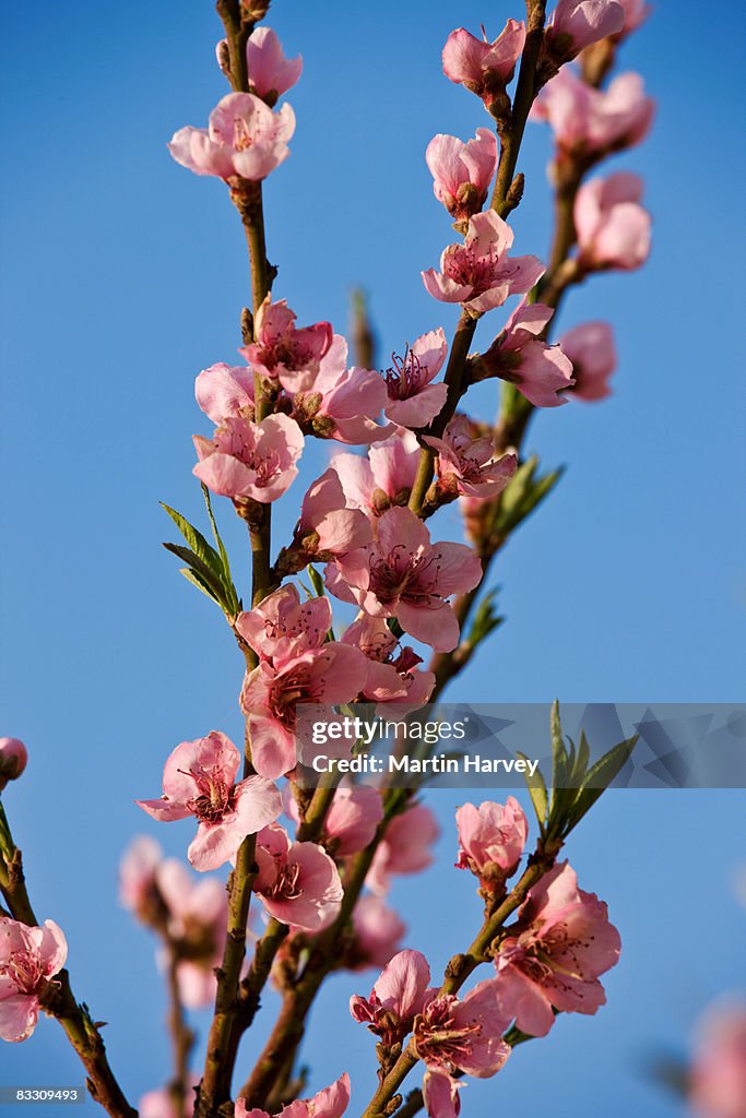 Peach (Prunus persica) blossoms
