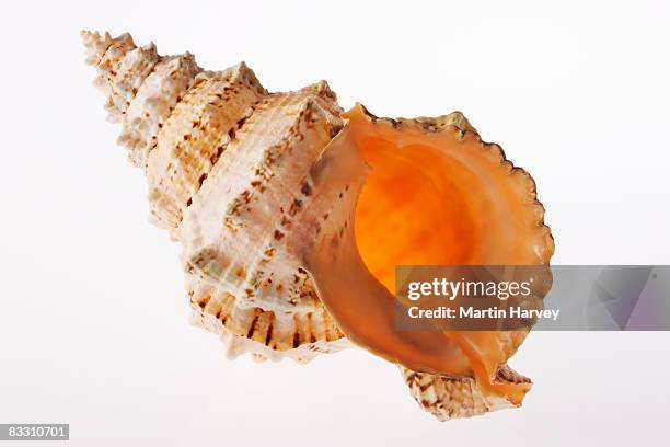giant frog shell. - seashells stock pictures, royalty-free photos & images