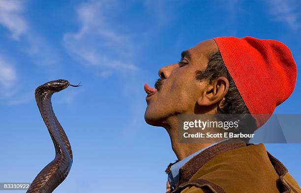 snake charmer pokes his tongue out at a cobra. - cobra stock pictures, royalty-free photos & images