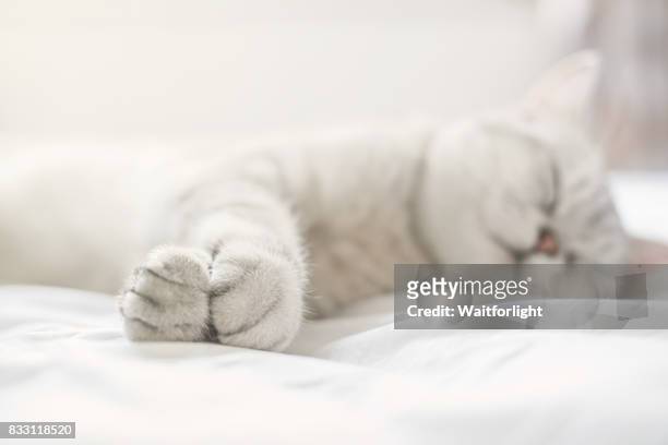 lovely cat with gray-white hair on sleep - 爪 個照片及圖片檔