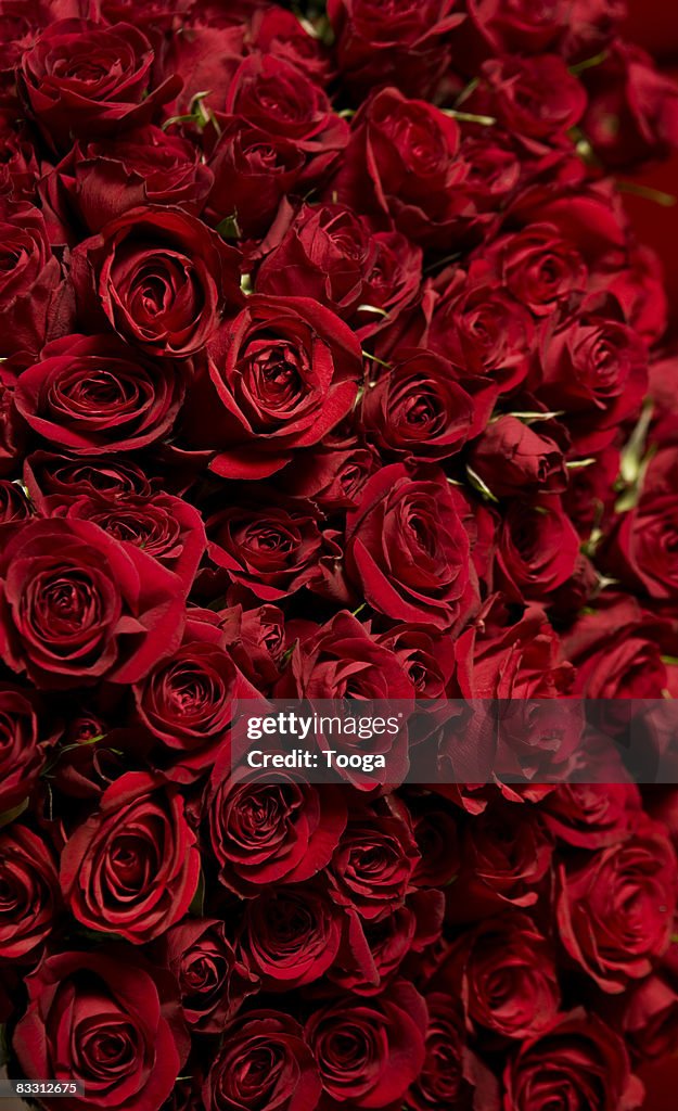 Frame Of Red Roses Full Frame Of Red Roses High-Res Stock Photo - Getty Images