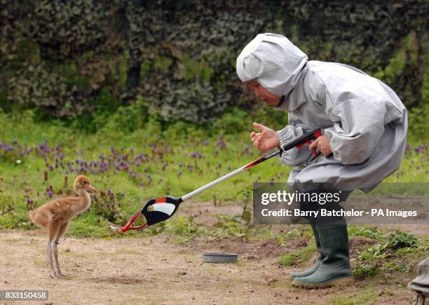 Child attempts to feed a crane in the Crane School at Wildfowl & Wetlands Trust, Slimbridge, Gloucestershire.