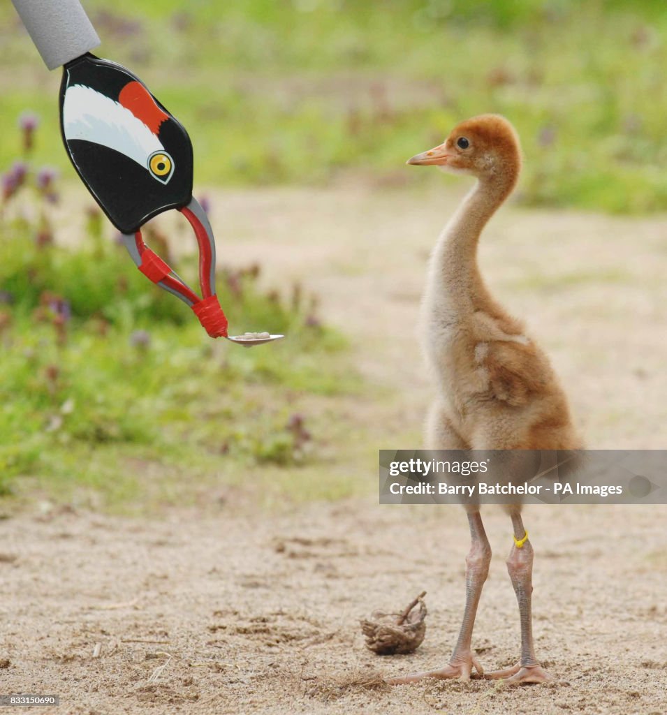 Crane breeding programme