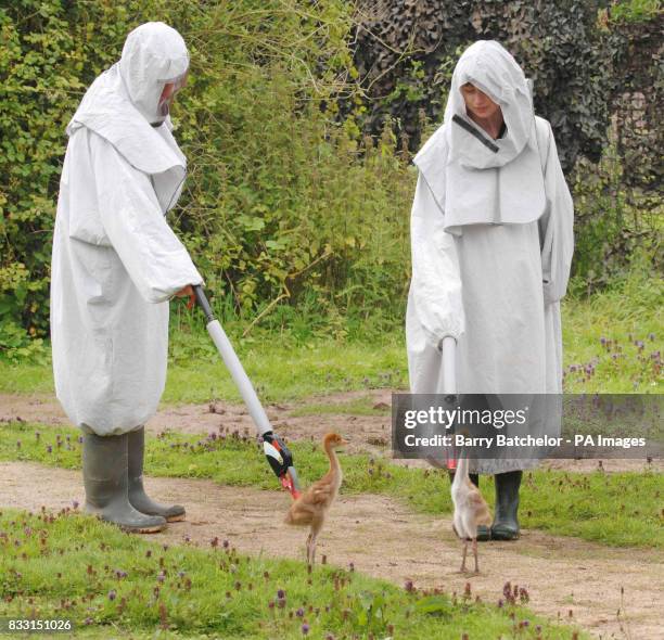 Young Eurasian Crane are encouraged to feed in the Crane School at Wildfowl & Wetlands Trust, Slimbridge, Gloucestershire.