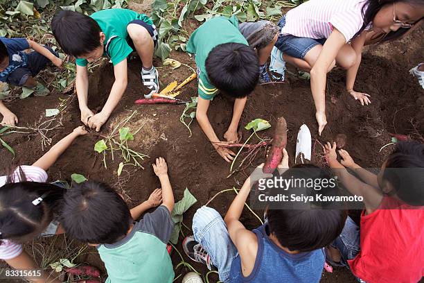 japanische kinder ernten süße kartoffeln - combine day 6 stock-fotos und bilder