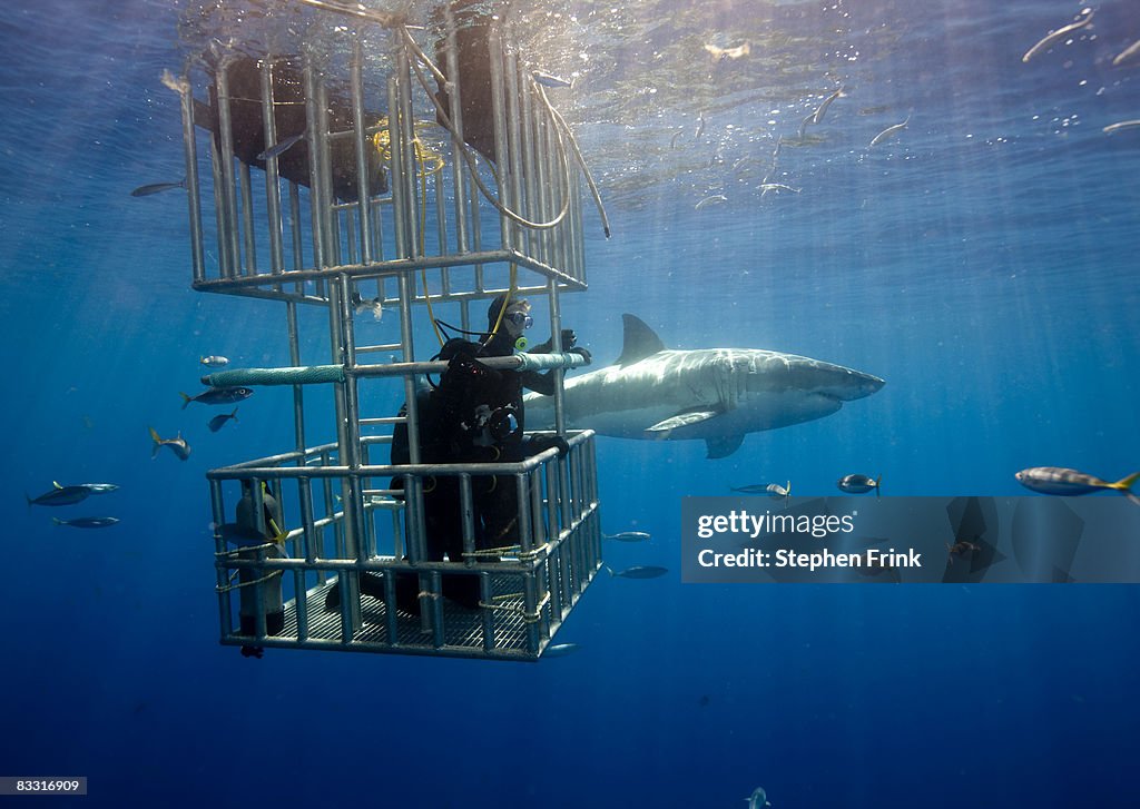 Great white shark (Carcharadon carcharias) Mexico