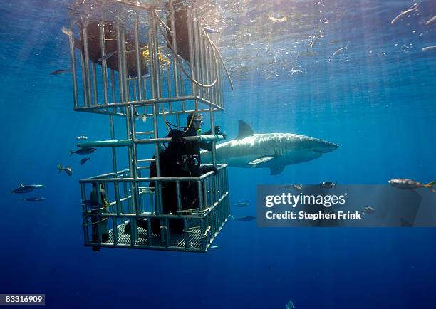 great white shark (carcharadon carcharias) mexico - cage 個照片及圖片檔