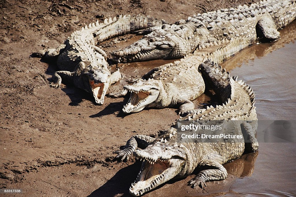 Group of alligators resting in mud