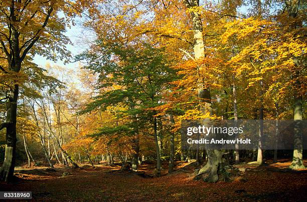 autumn colours and trees in woods - buckinghamshire stock pictures, royalty-free photos & images