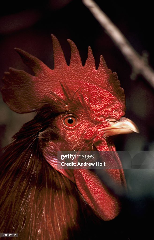 Coxcomb Male Cockerel Hen Bird And Red Coxcomb High-Res Stock Photo - Getty Images