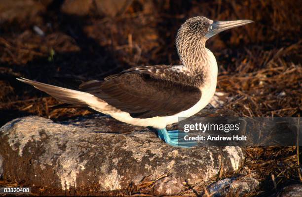 blue-footed booby bird in evening light, galapagos - an evening with andrew bird stock pictures, royalty-free photos & images