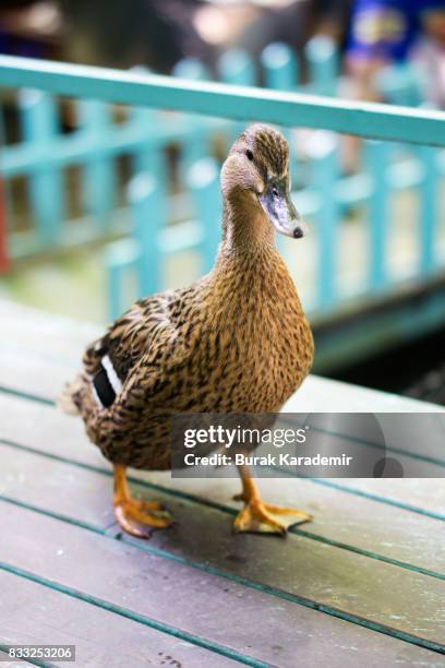 duck - parpar fotografías e imágenes de stock