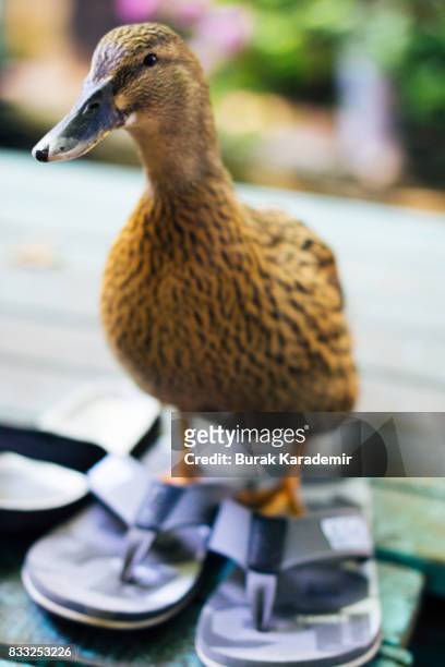 duck with slippers - parpar fotografías e imágenes de stock