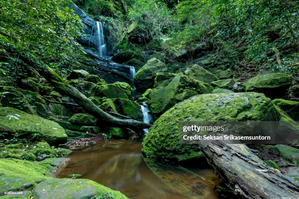 Beautiful waterfall in green forest in jungle