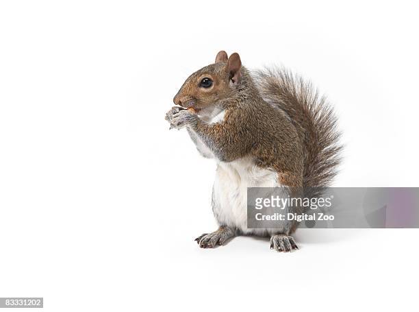 squirrel eating nut - リス ストックフォトと画像