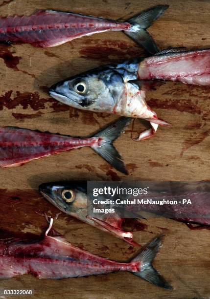 Photo. Fresh Mackerel head after being filleted on a fishermans table in the Glens of Antrim.