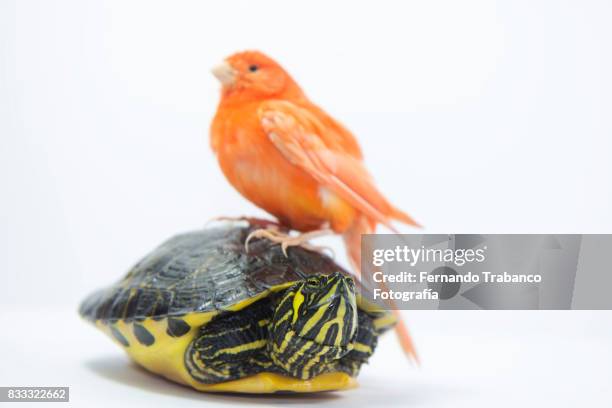 bird travels over a turtle. animal friend - valentine-turtle stock pictures, royalty-free photos & images