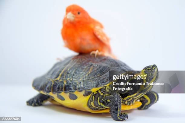 bird travels over a turtle. animal friend - nido de tortuga fotografías e imágenes de stock