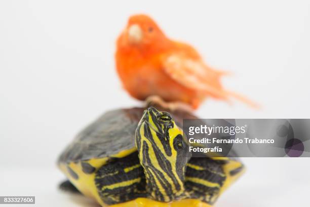 bird travels over a turtle. animal friend - animal shell stock-fotos und bilder