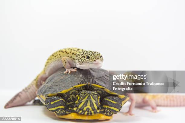 two leopard gecko friends of a turtle - gecko leopard ストックフォトと画像