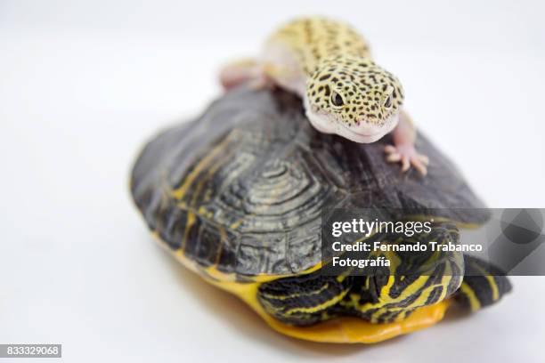 lizard on the shell of a tortoise. animal friends - animal shell stock-fotos und bilder