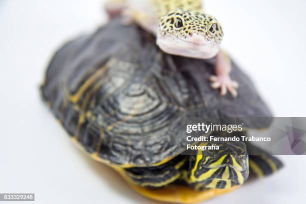 lizard on the shell of a tortoise. animal friends - turtle's nest stock pictures, royalty-free photos & images