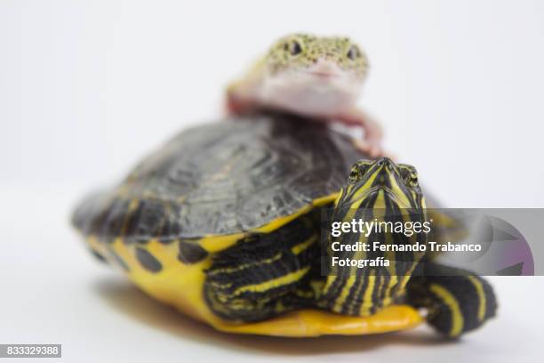 lizard on the shell of a tortoise. animal friends - animal shell stock-fotos und bilder