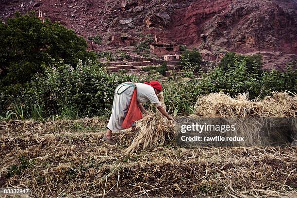 berber woman gathering wheat. - berbere - fotografias e filmes do acervo