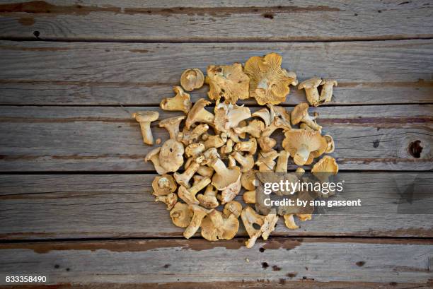 cantharellus mushrooms - cantharellus tubaeformis stock pictures, royalty-free photos & images