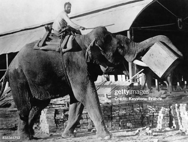 Un éléphant aidant à la construction, porte avec sa trompe un gros bloc de bois de teck, en Birmanie.