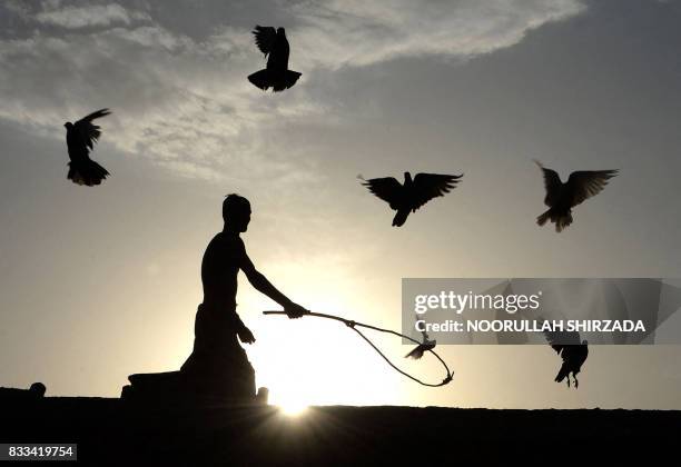 In this photograph taken on August 16 an Afghan man uses a stick to corral his flock of domesticated pigeons atop the roof of his house on the...