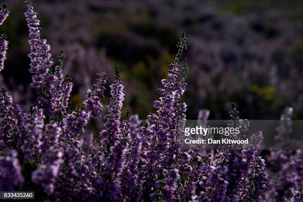 Heather blooms on Thursley National Nature Reserve on August 16, 2017 in Thursley, England. The 325 hectre site, managed by Natural England, is a...